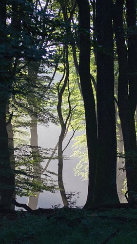 Magie de la forêt - Arbres dans la lumière du matin