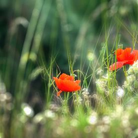 idyllische wilde blumenwiese mit mohn im sommer von Dörte Bannasch