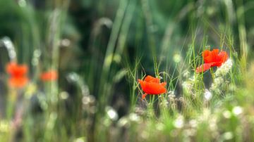idyllische wilde bloemenweide met klaprozen in de zomer van Dörte Bannasch