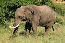 Olifant in Botlierskop Game reserve Zuid-Afrika by Jan Roodzand