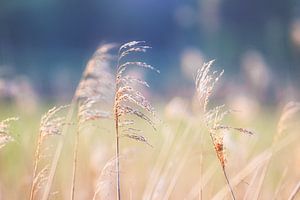 Riet, zacht blauw