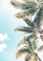 Palmbomen