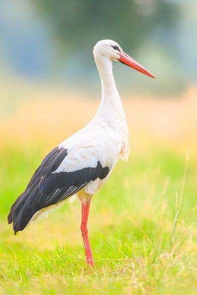 Weißstorch (Ciconia ciconia) Vogel mit ausgeprägten weißen und schwarzen Federn, der im Sommer auf e von Sjoerd van der Wal Fotografie