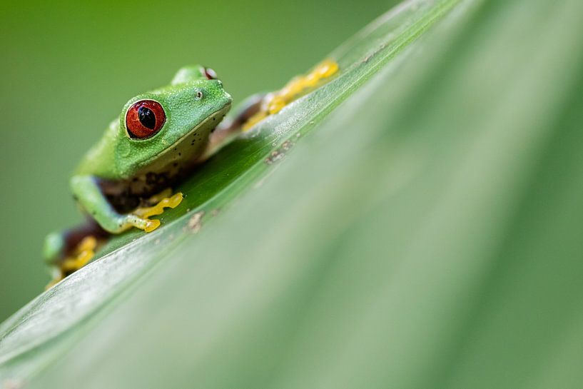 Grenouille lémurien aux yeux rouges par Kars Klein Wolterink
