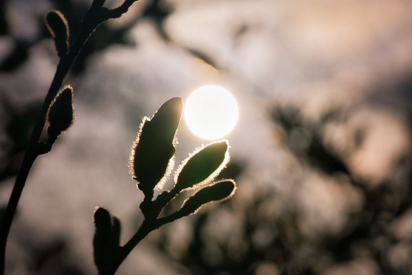 Fleur de magnolia sur une branche par Martin Köbsch