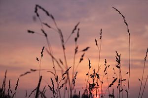 Pink sky