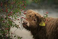 Highlander-Kalb mit Hagebutte