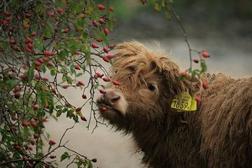Veau Highlander à l'églantier sur diana van dijk