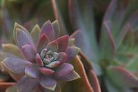 Plante grasse multicolore