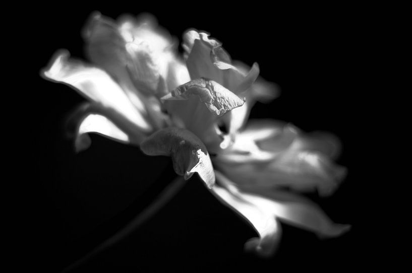 Schwarze weiße Tulpe 1 von Alice Sies