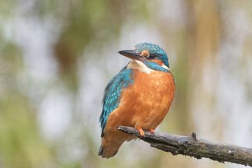 IJsvogel op tak met bokeh