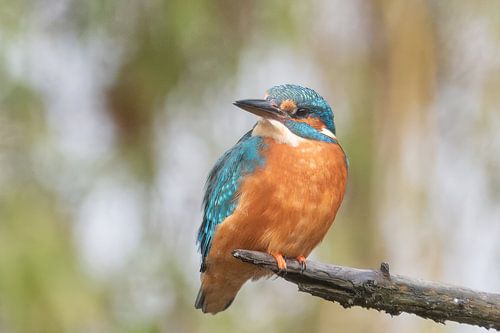 IJsvogel op tak met bokeh