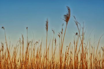 Reed Grass by Claudia Moeckel