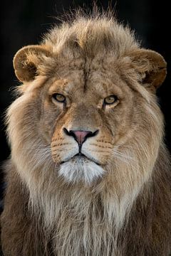Portret van een leeuw