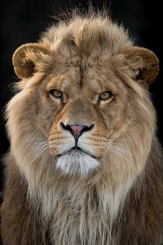 Portrait of a lion