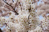 Japanse sierbloesem / Sakura