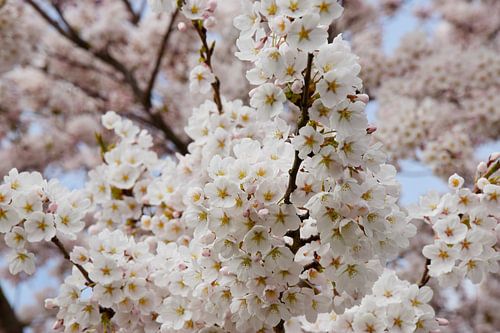 Fleur ornementale japonaise / Sakura