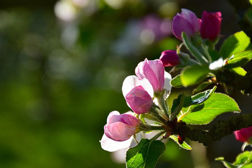 Apple blossom by Ingrid de Vos - Boom