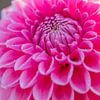Dauwdruppels op een roze Dahlia | Tuinen Kasteel Keukenhof | Holland van Wandeldingen