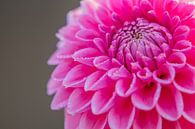 Dauwdruppels op een roze Dahlia | Tuinen Kasteel Keukenhof | Holland van Wandeldingen thumbnail