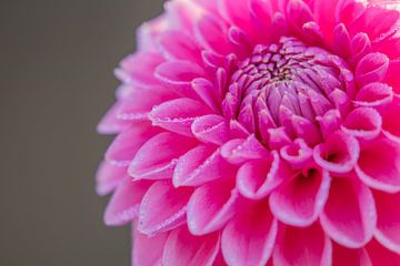Dauwdruppels op een roze Dahlia | Tuinen Kasteel Keukenhof | Holland