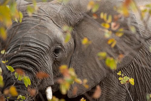 éléphant transparent