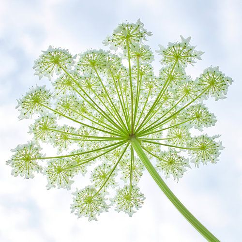 Wreath of giant hogweed 2