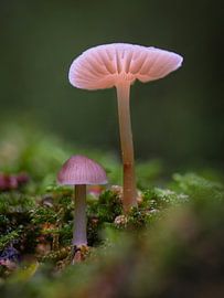 Brothers by Richard Stoop