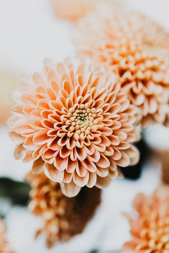 Glückliche Tage von Elise van Gils