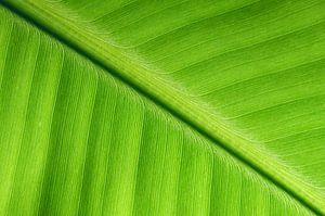 Feuille