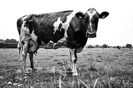 Black and white by Ruud Verhoosel