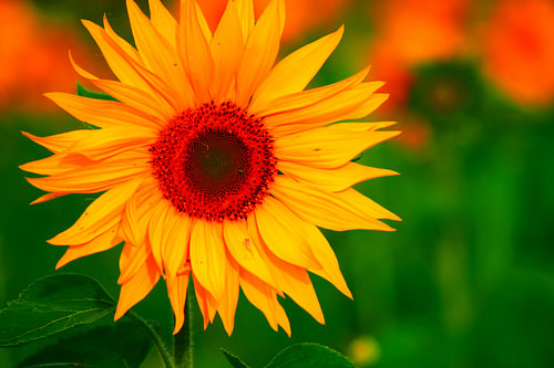 Sunflower