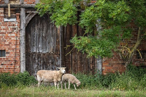 Schapen bij de oude Kottentor