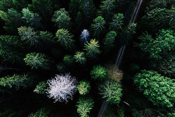 Forest Drone Shot