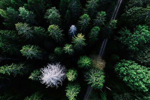 Prise de vue de la forêt par drone