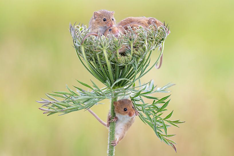 Souris naine dans les céréales par Rene van Dam