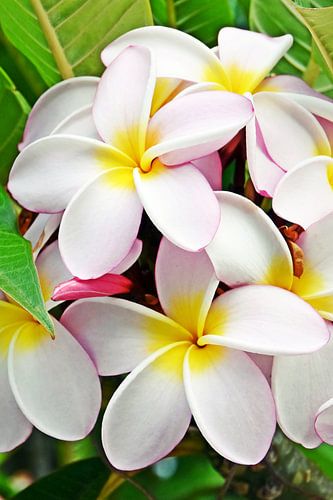weisse Frangipani Blüten im Sonnenlicht