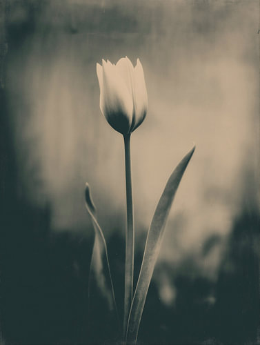 Tulipe dans une lumière douce n° 23