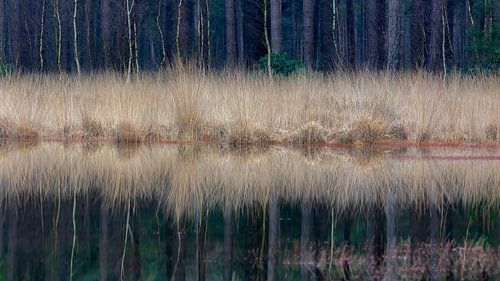 Rustige Bosrand met Spiegeling in het Water