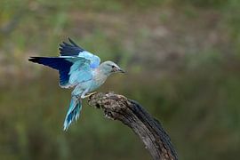 Scavenger by Jan van Vreede