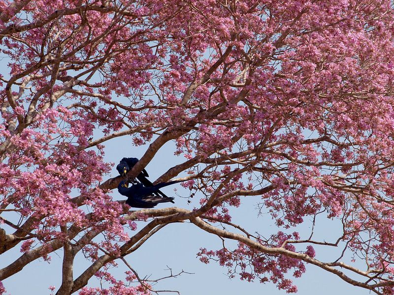Blauwe papegaaien in roze boom van Roos Vogelzang
