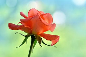 Delicate roos van Violetta Honkisz