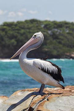 Brilliant Pelikaan (Pelecanus conspicillatus) van Dirk Rüter