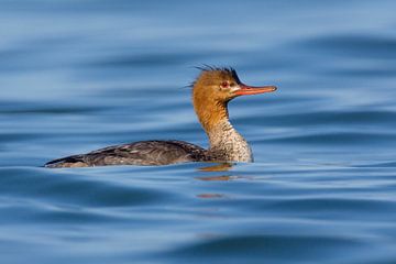 Red-breasted Merganser, Mergus serrator by Beschermingswerk voor aan uw muur