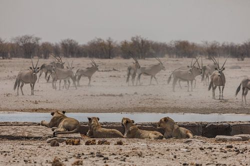 Namibië: een land van uitersten en adembenemende schoonheid.