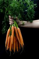 Tout frais du potager.