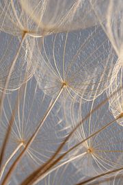 Light blue through the wooden fluff von Marjolijn van den Berg