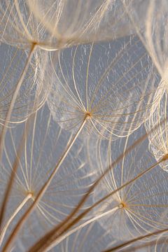 Light blue through the wooden fluff von Marjolijn van den Berg