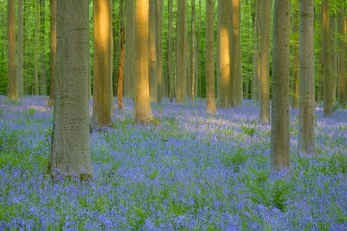 Magical spring morning in the Hallerbos - sunlight in a sea of bluebell blossom
