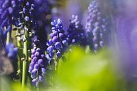 The Blue Grapes